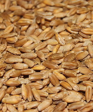 Triticale