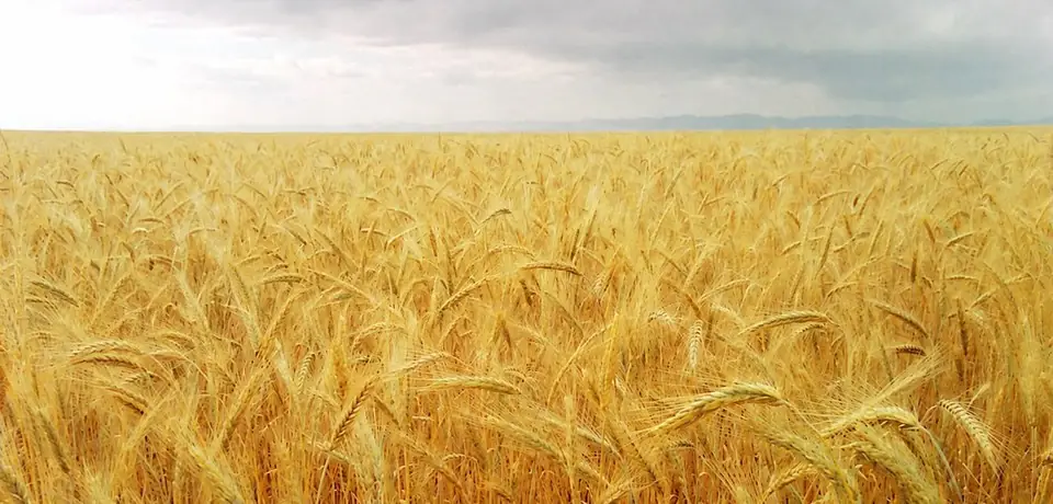 Golden wheat field in Montana's Golden Triangle