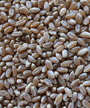 Hard Red Spring Wheat