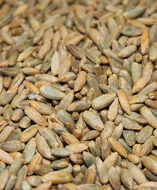 Rye