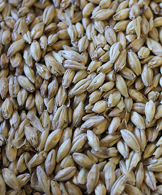 Malted Barley