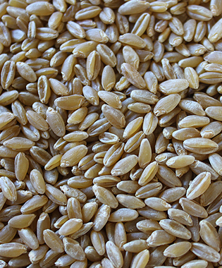Durum