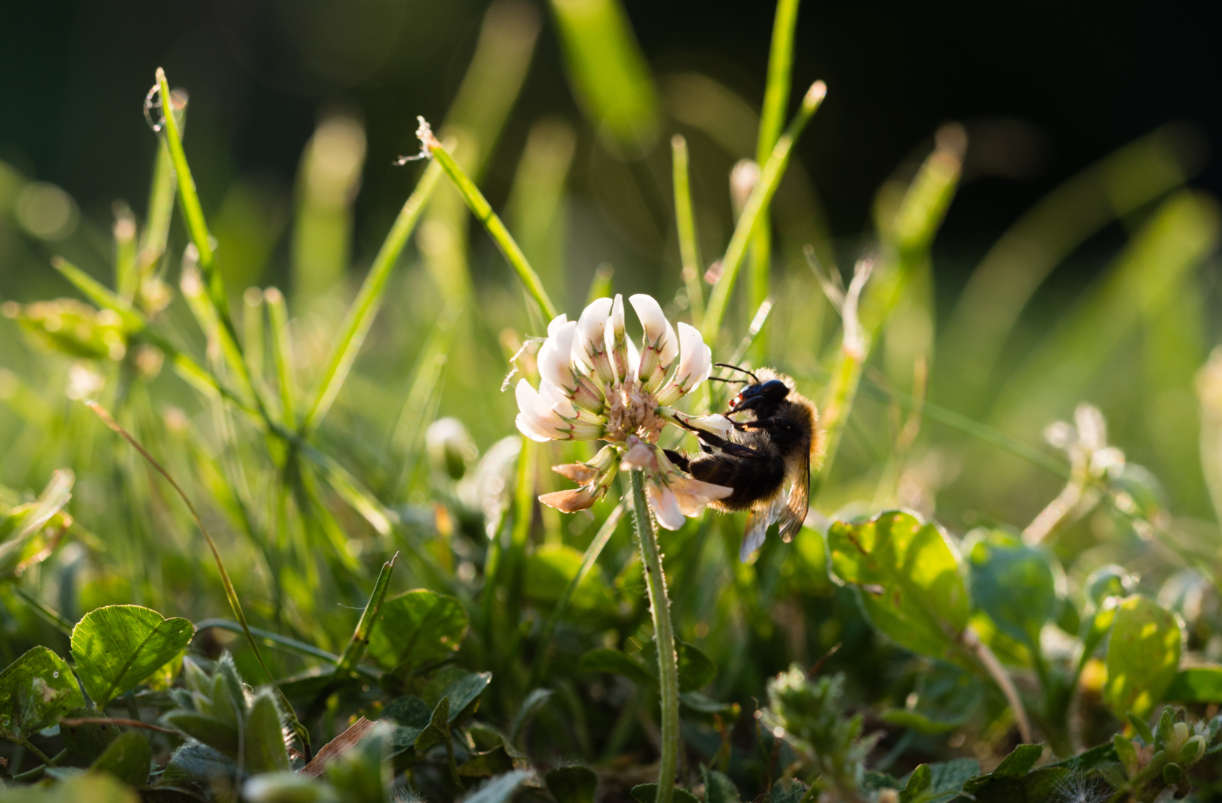 Campagne Week van de Bij 2026 – Meer bloemen voor onze bestuivers