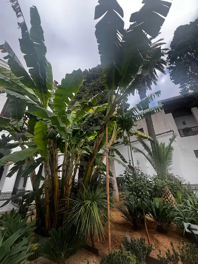 Jardín de Dar Jamai · foto de 2024