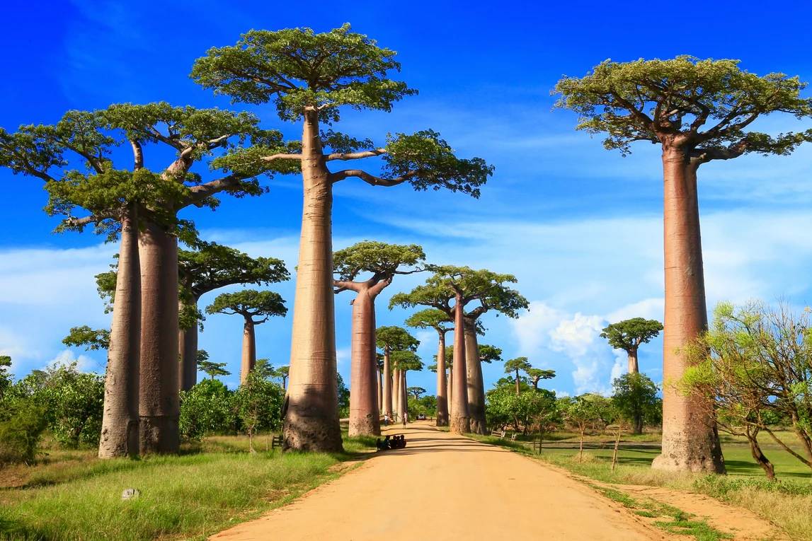 Madagaskar – Nosy Be a Nosy Komba