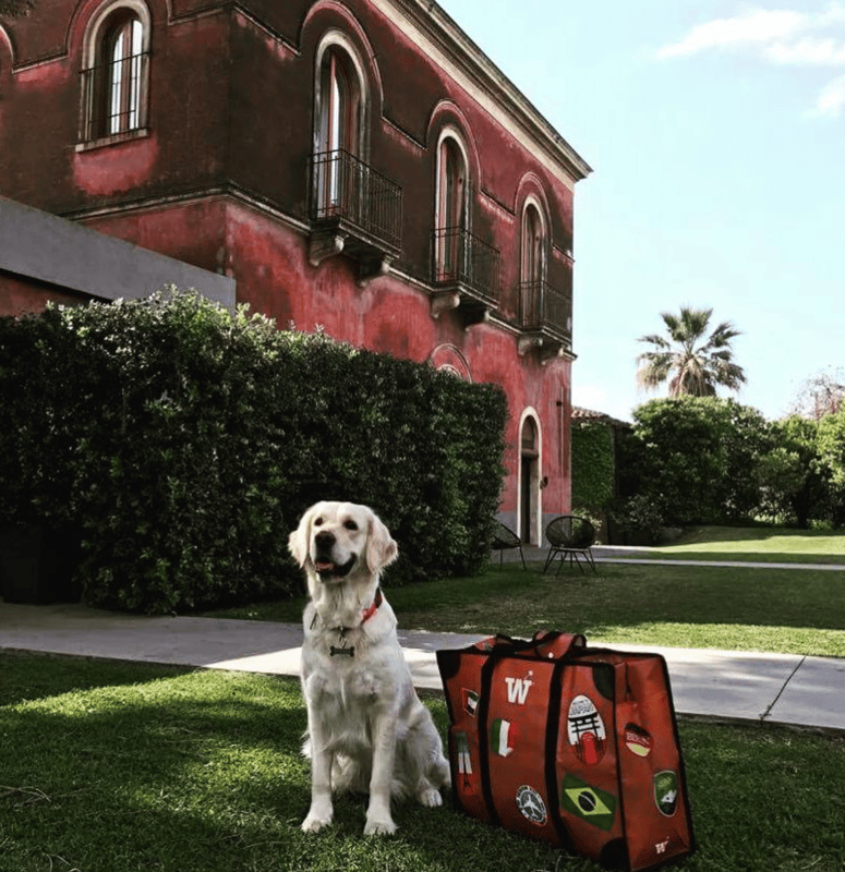 A golden retriever sitting on a lawn next to an orange WISSHH Travel Bag