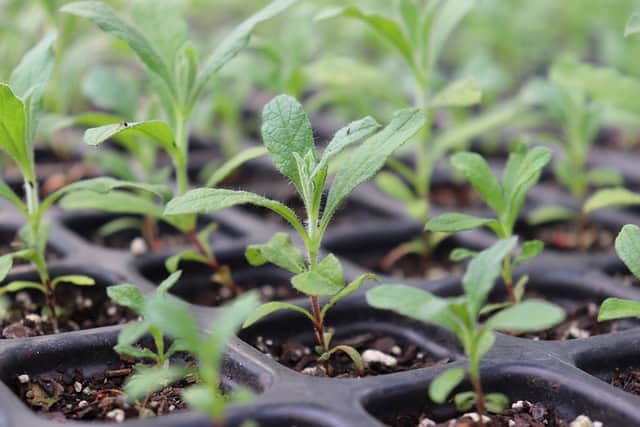 What is the purpose of a sustainability report?