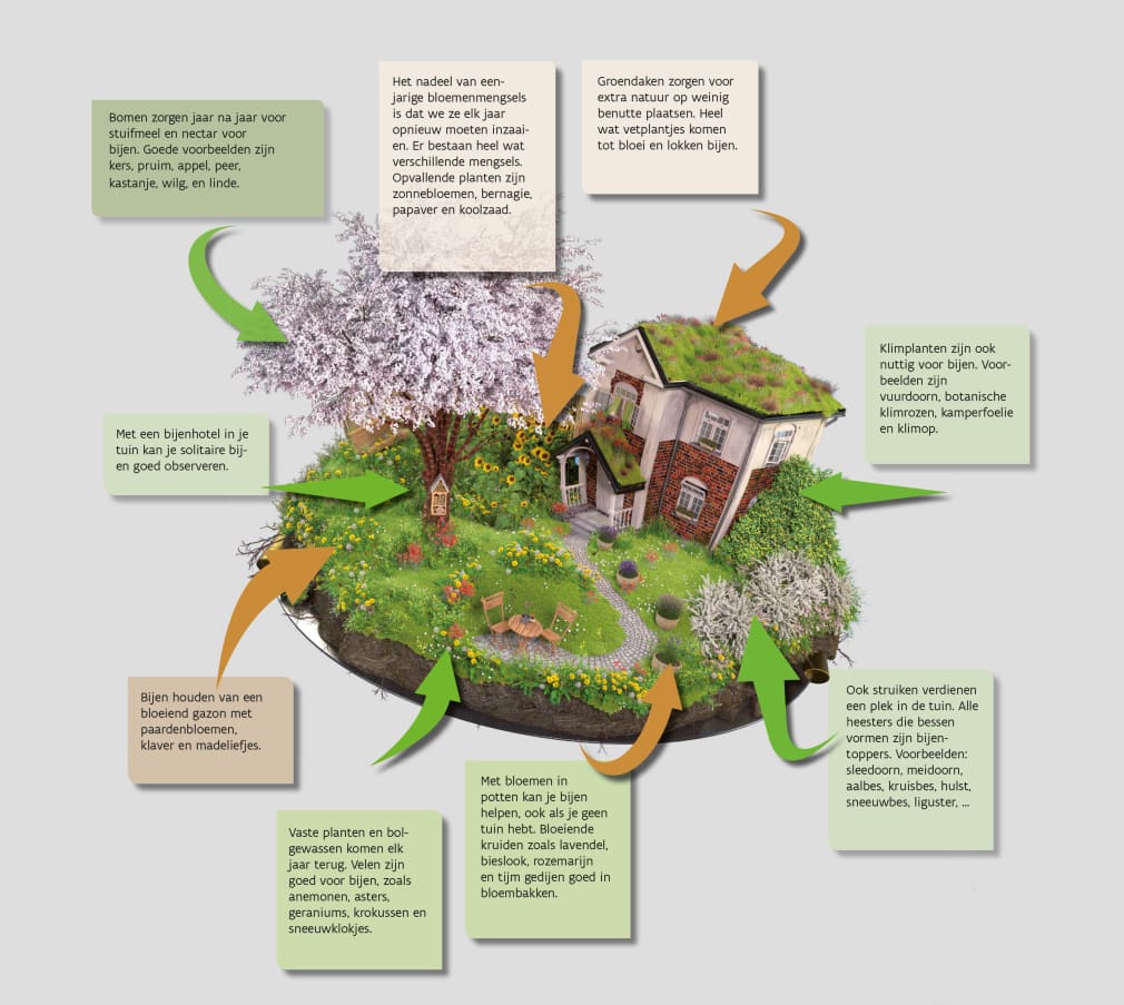 Infographic: de ideale bijentuin met tips rondom een tuinillustratie