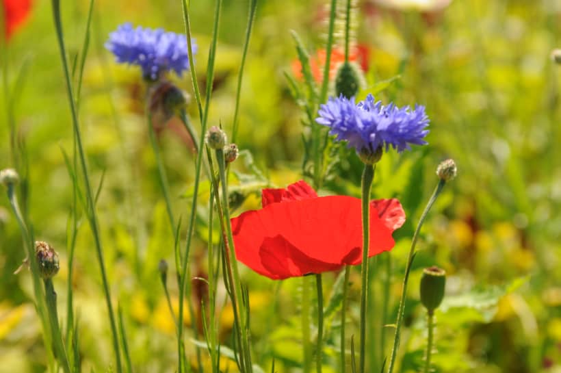 Kleurrijke inheemse bloemen – klaprozen en korenbloemen