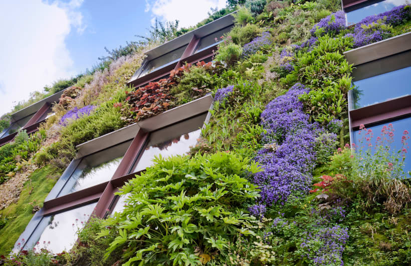Verticale tuin – groene muur vol bloemen en planten