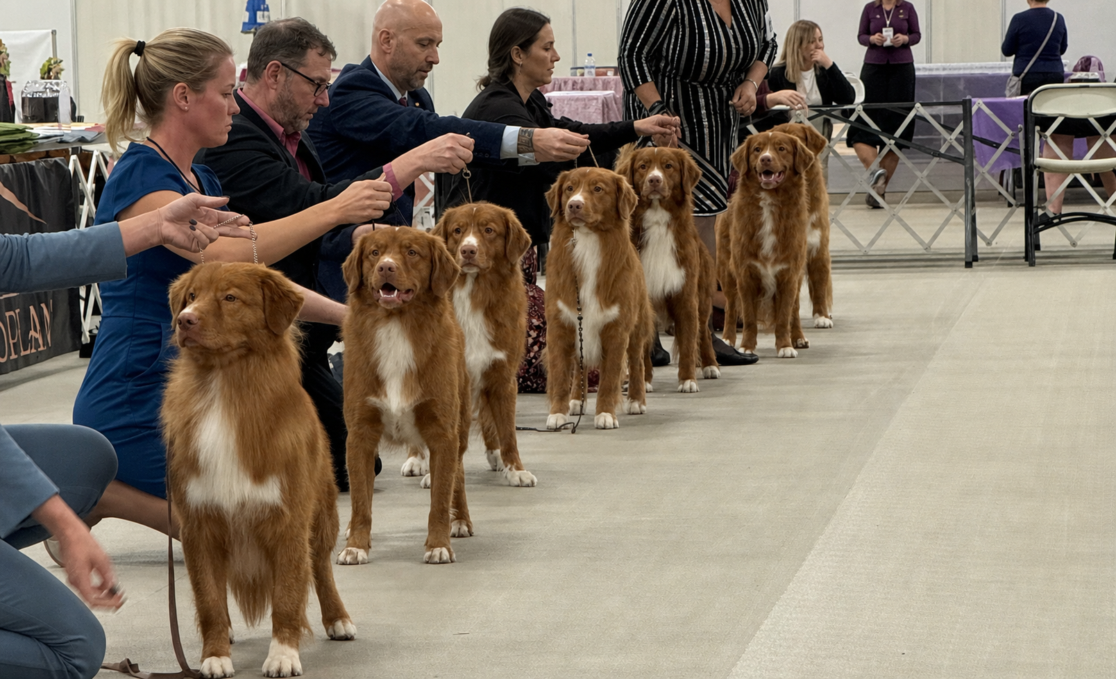 Nova Scotia Duck Tolling Retrievers lined up in the show ring at a National Specialty