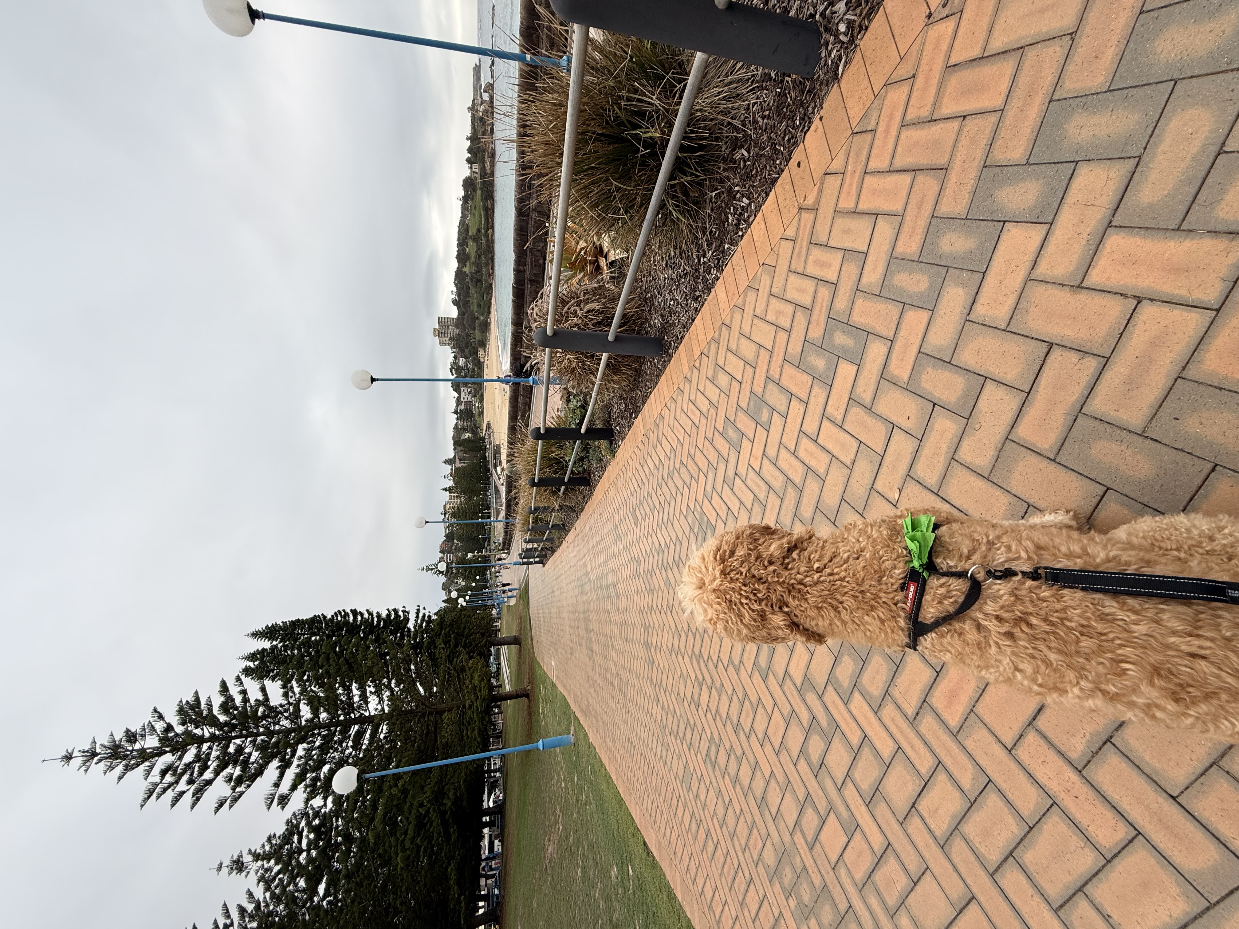 The Coogee Beach promenade in Sydney, with the beach and Norfolk Island pines behind.