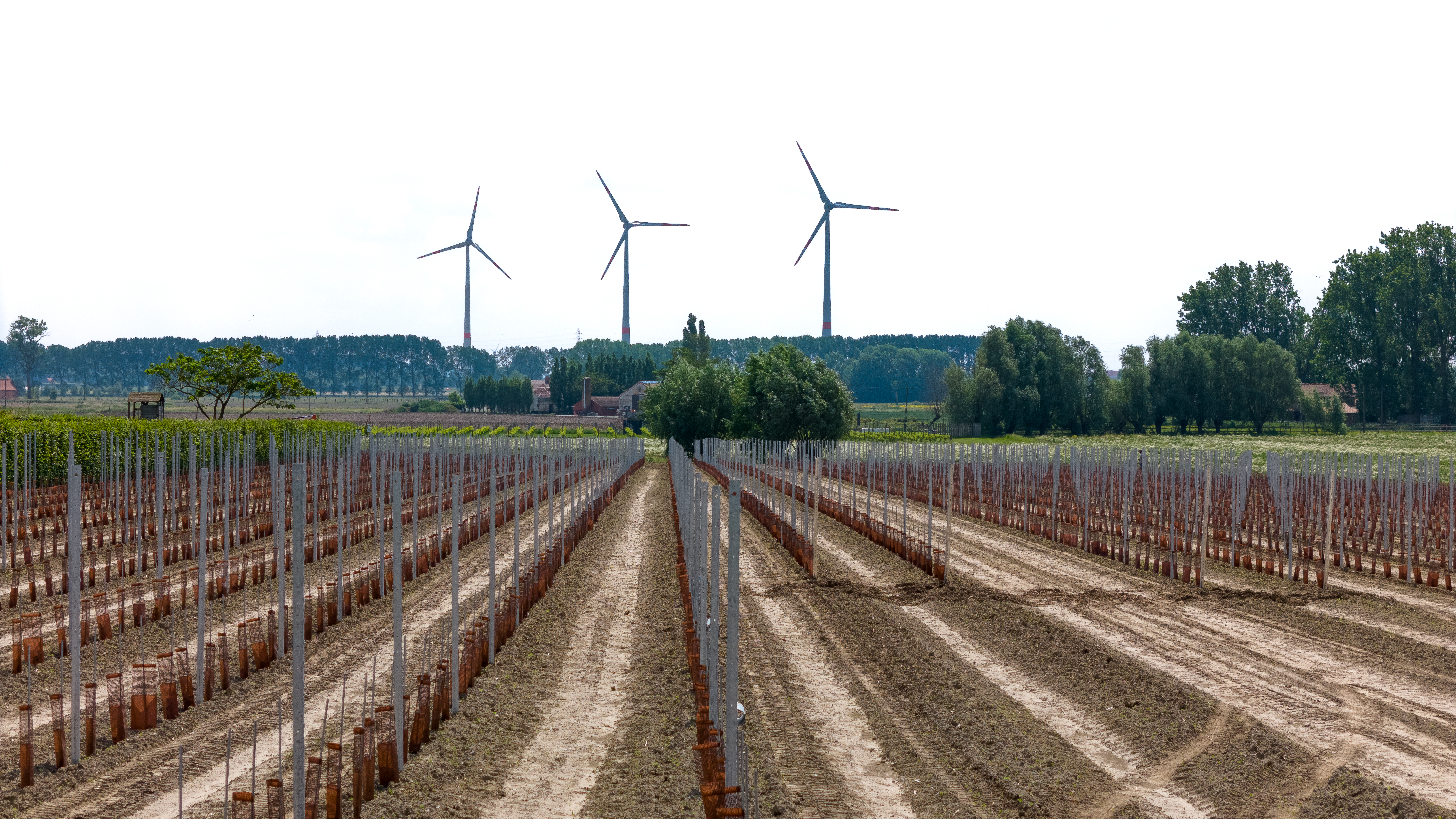 Wijngaard Wijndomein Geduld Beselare - eerste aanplant 2024