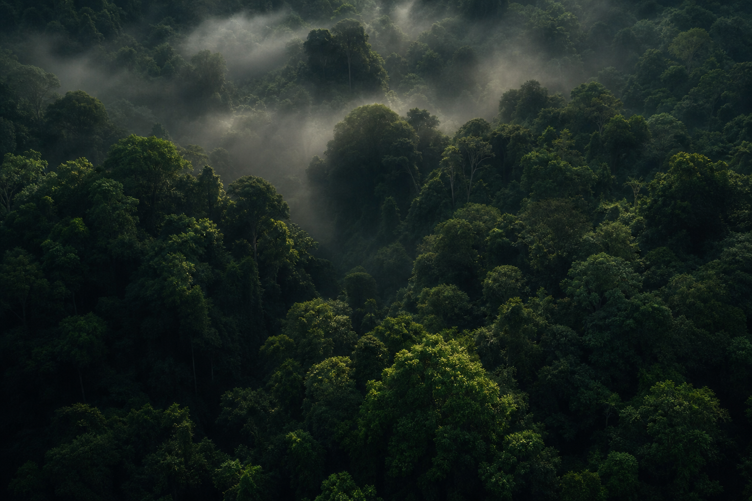 Aerial forest canopy