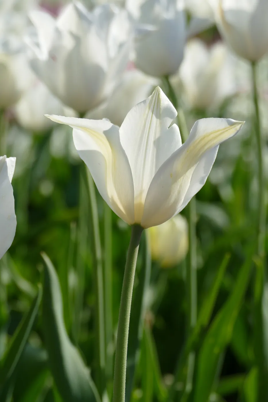 Tulipán bílý