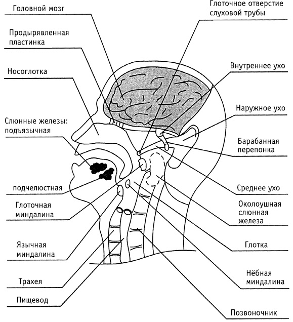 obr7