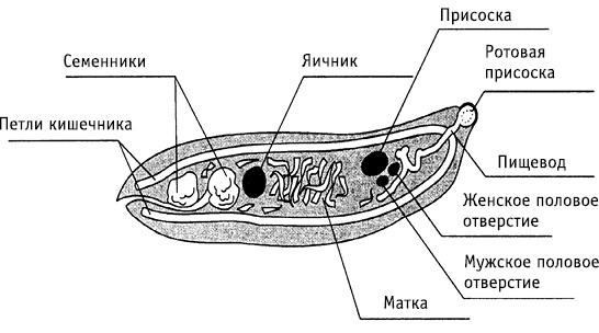 obr14
