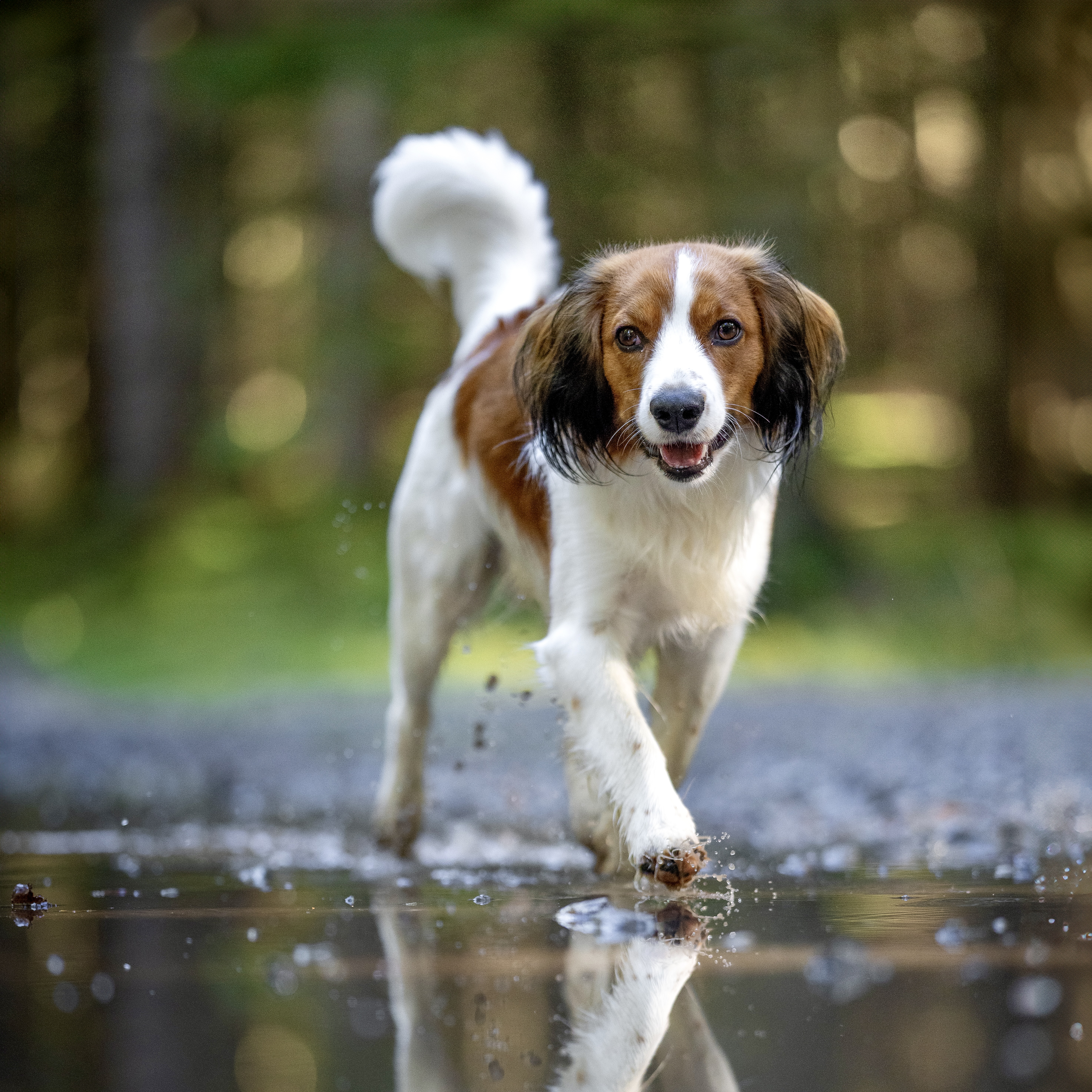 Kily běží s rozstřikovanou vodou