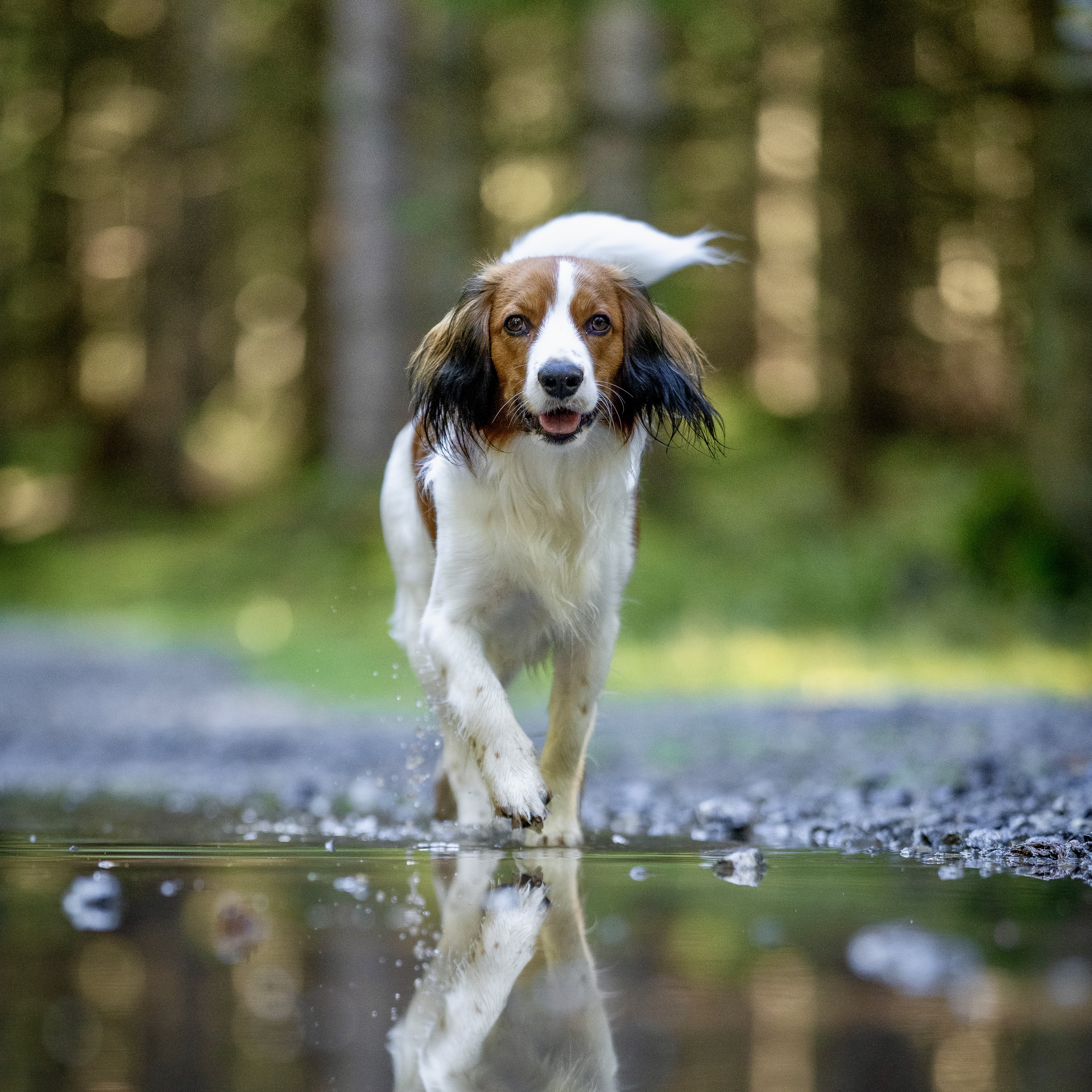 Kily běží k nám s rozstřikovanou vodou