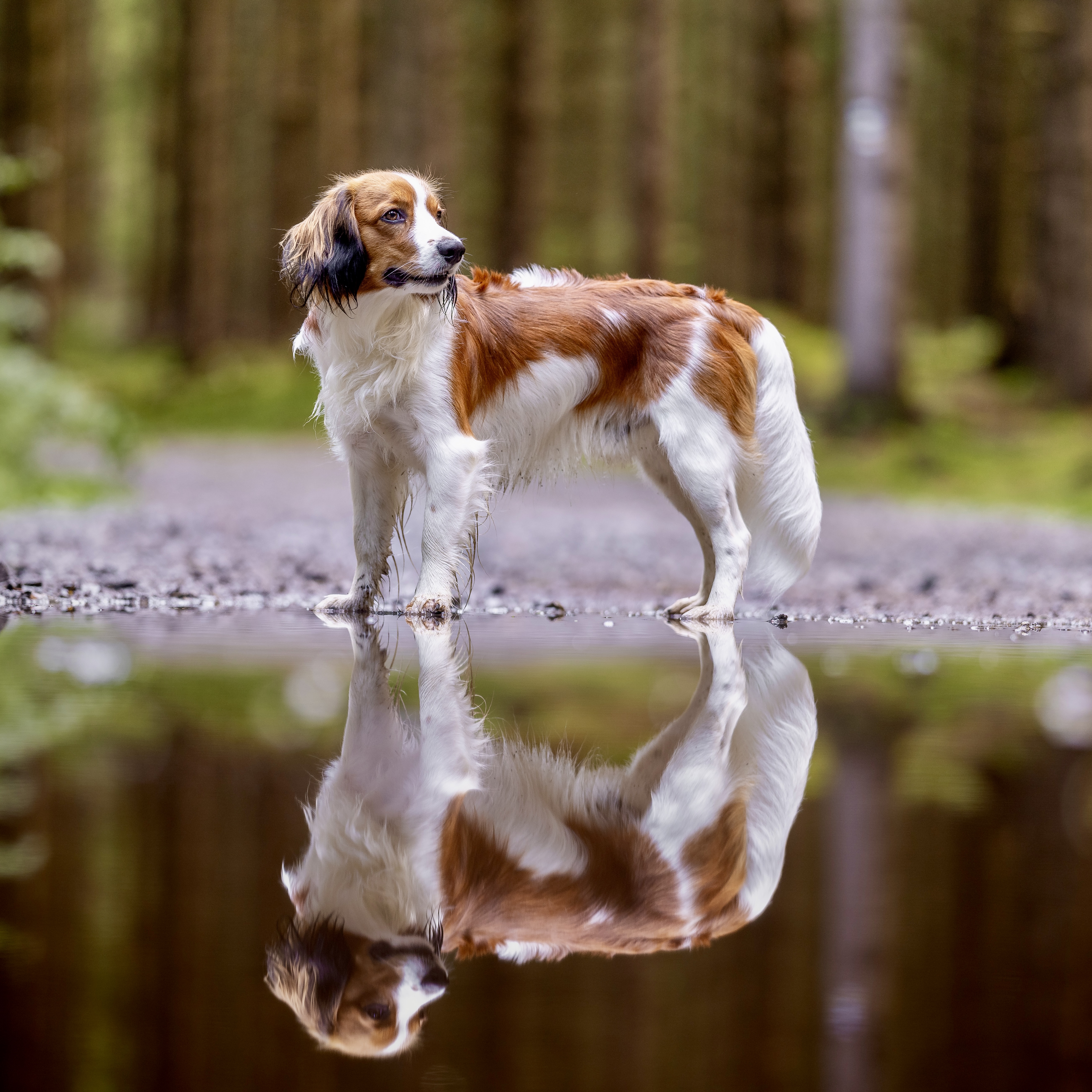 Kily kouká do strany s odrazem ve vodě