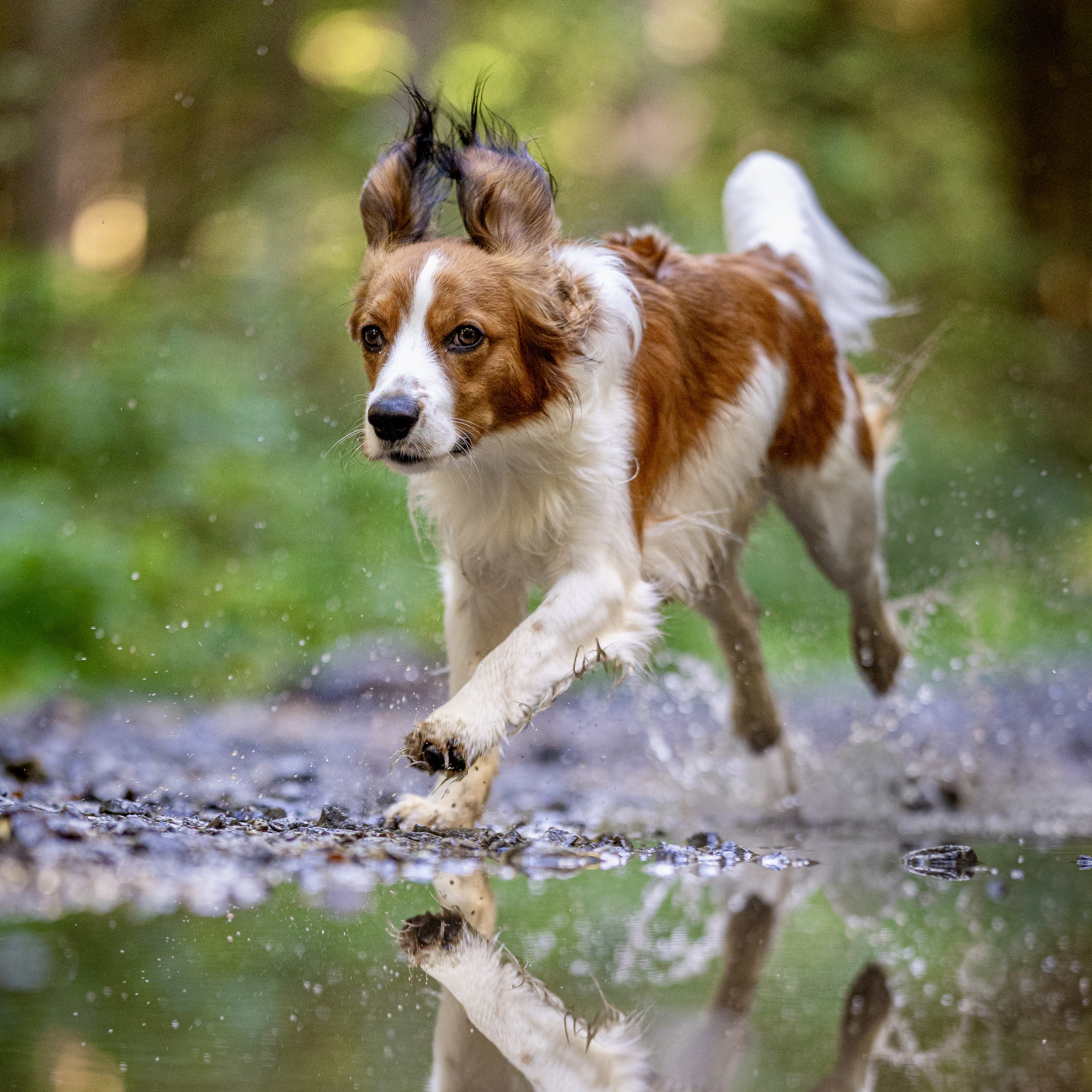 Kily běží přes vodu s krásn odrazem