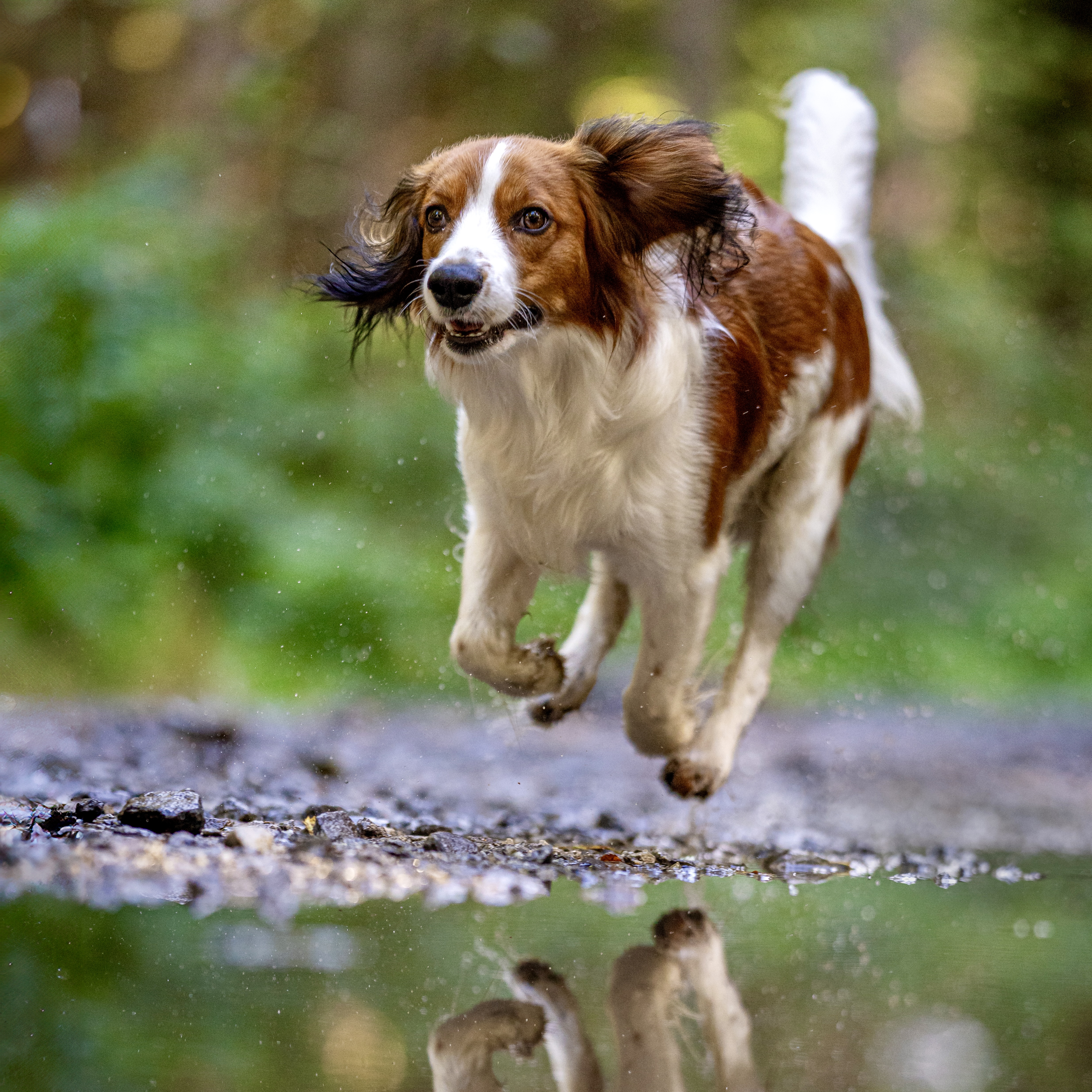 Kily běží s foukanými ušima