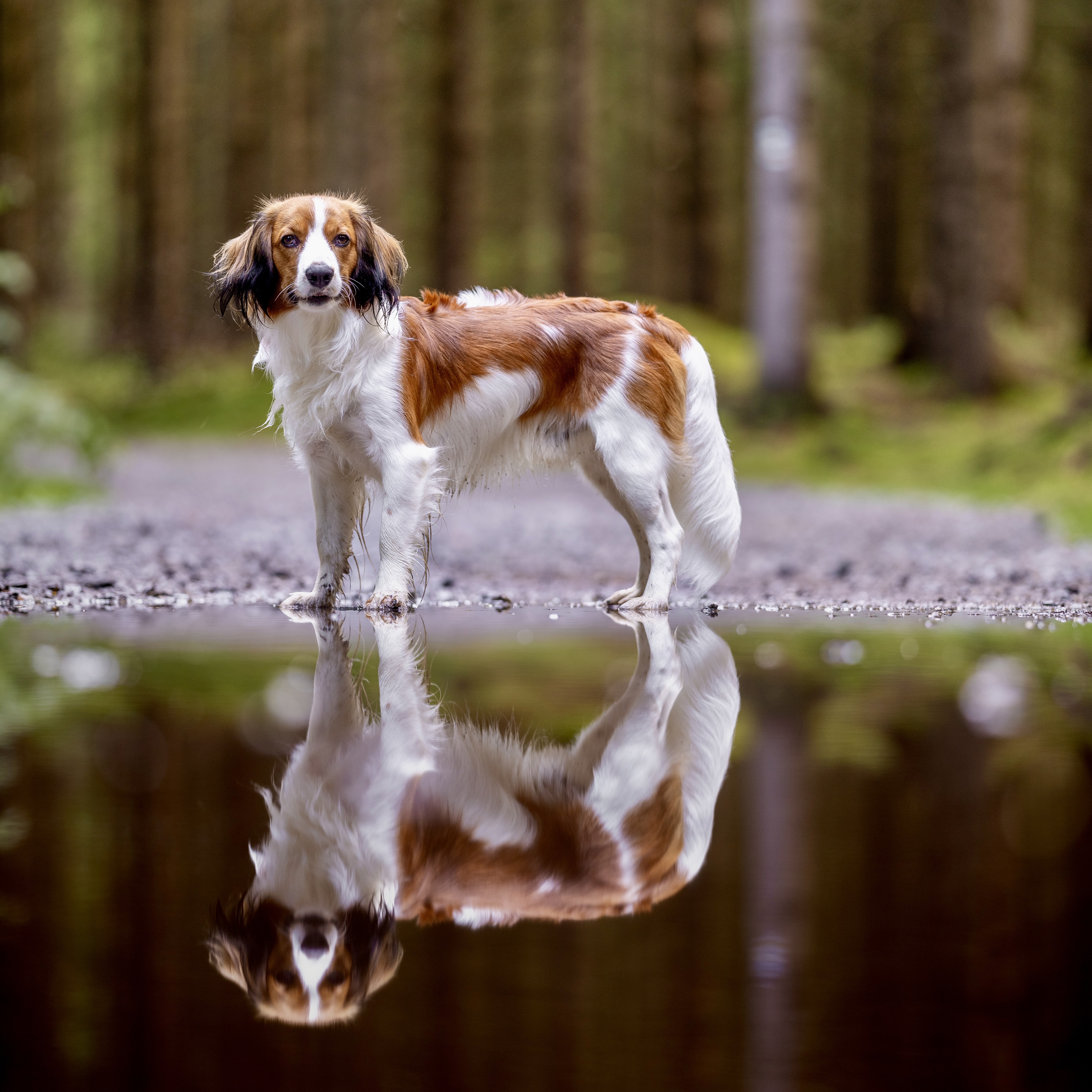 Kily stojí v profilu s odrazem