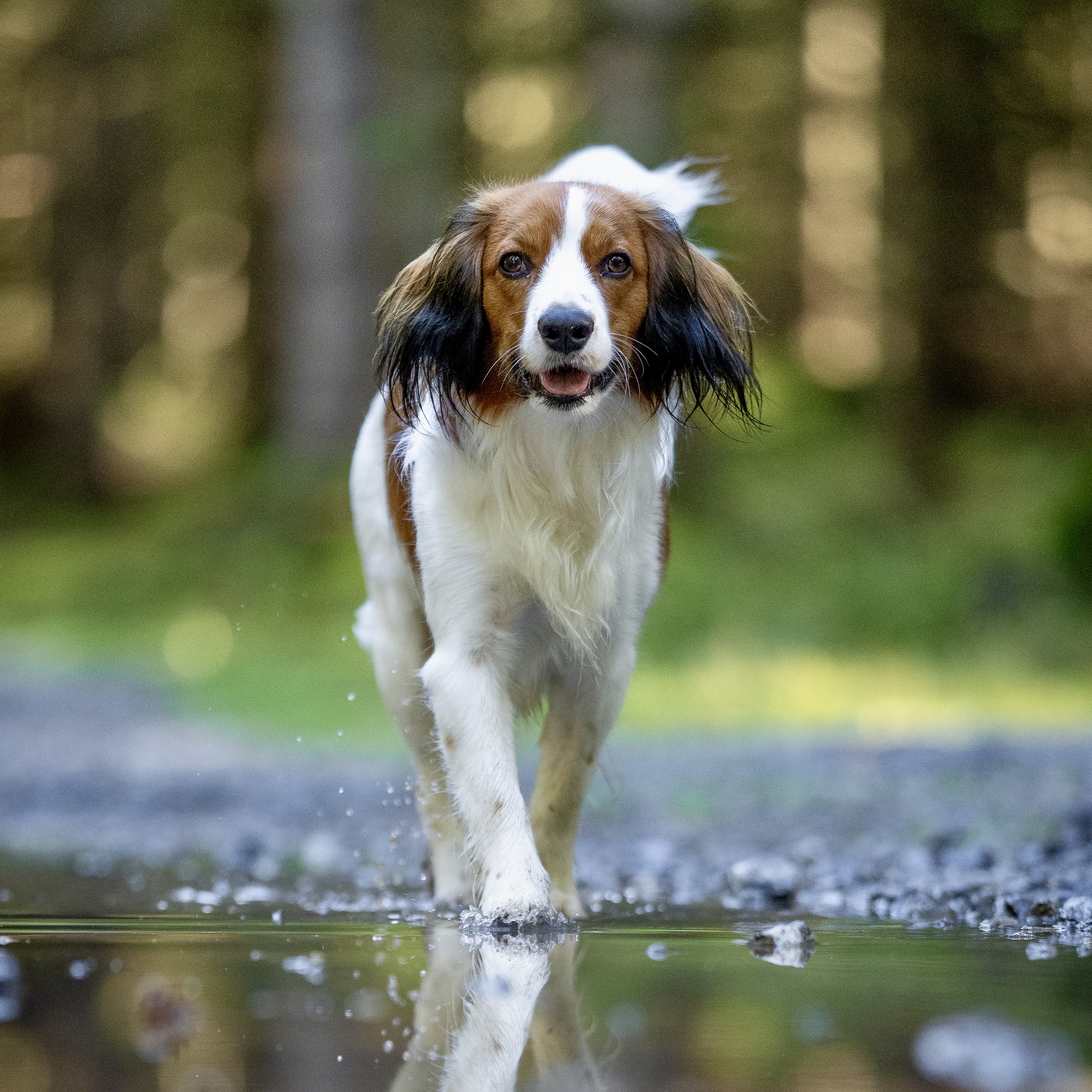Kily běží přímo k nám přes vodu