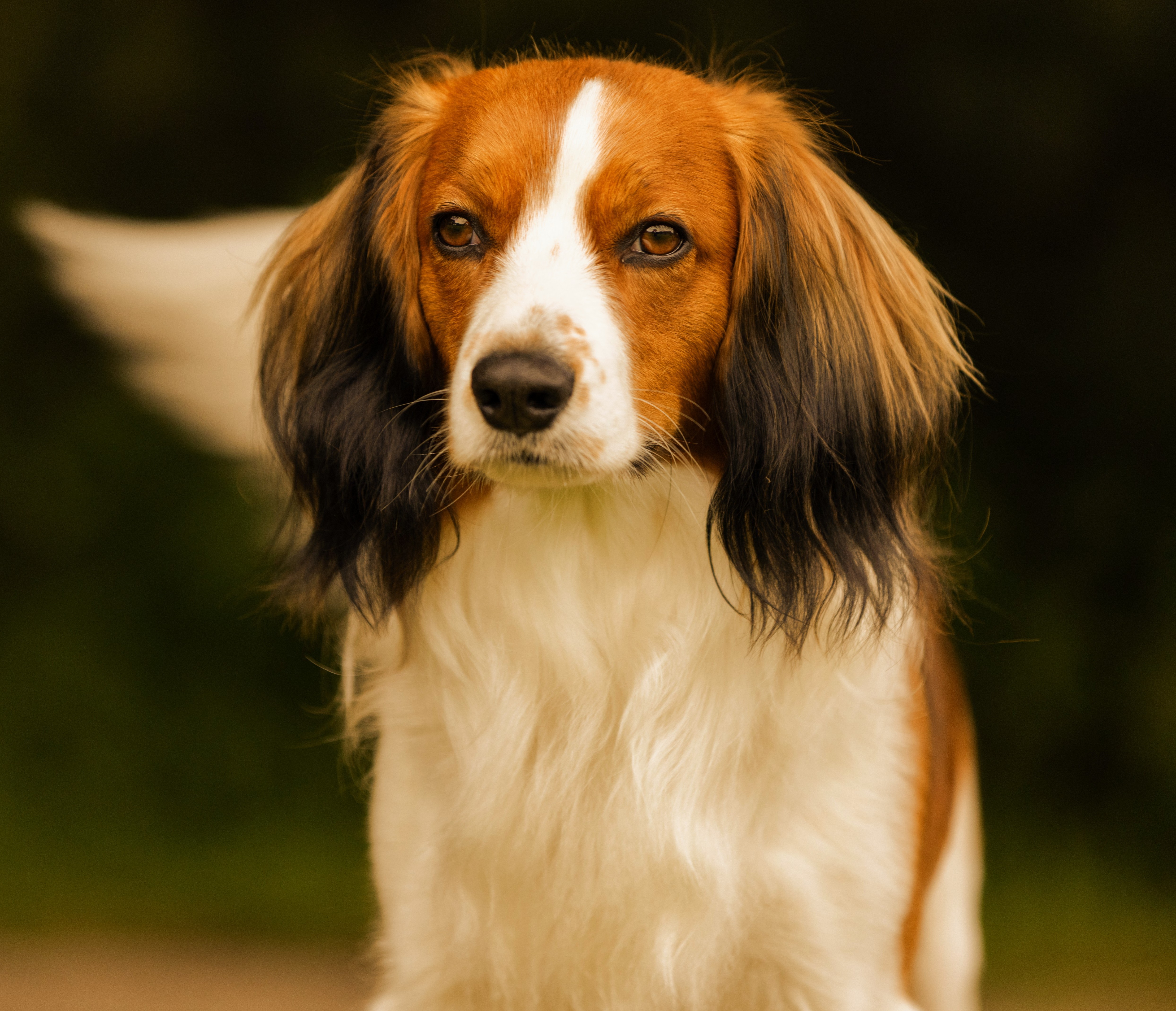 holandský kachní pes