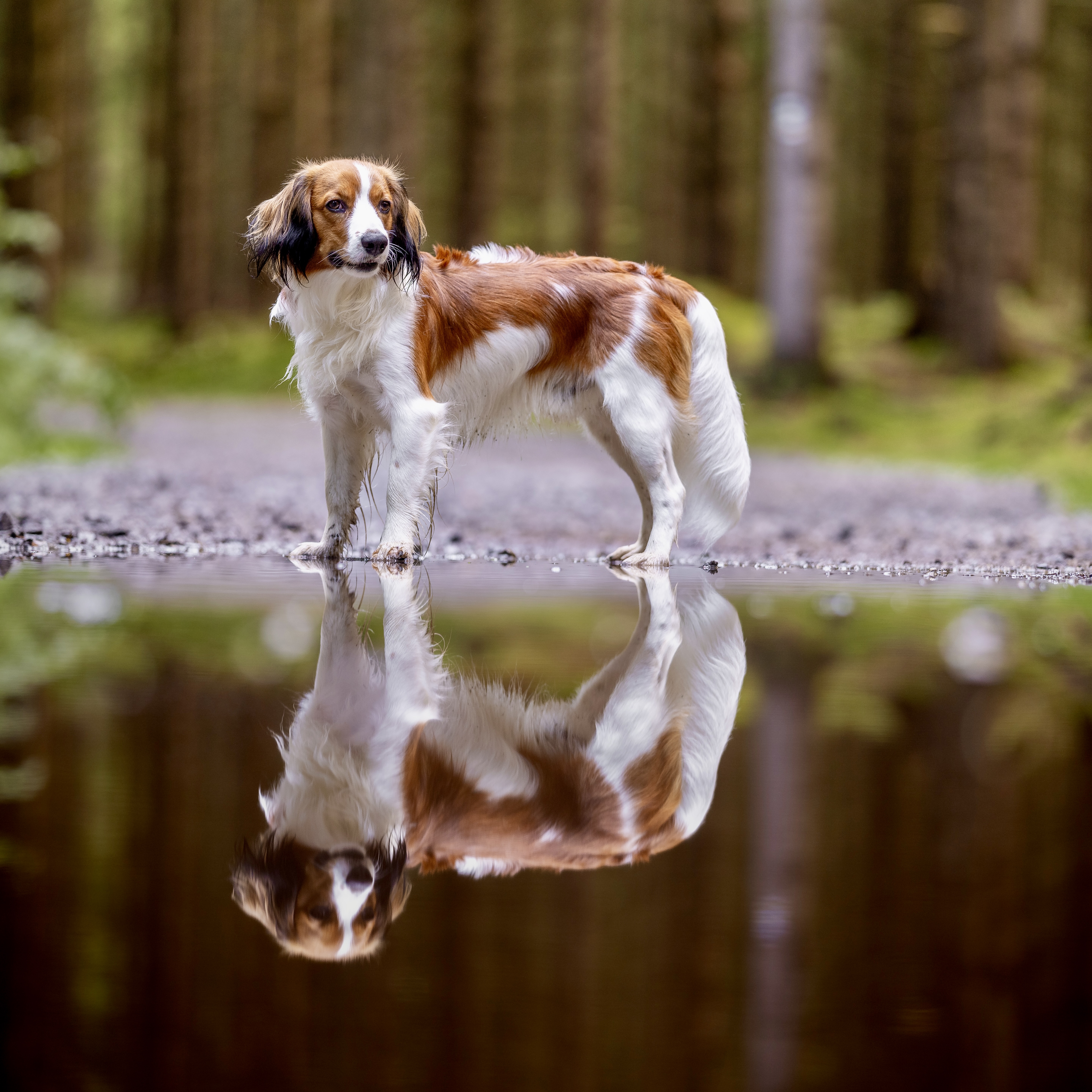 Kily stojí u vody s dokonalým odrazem