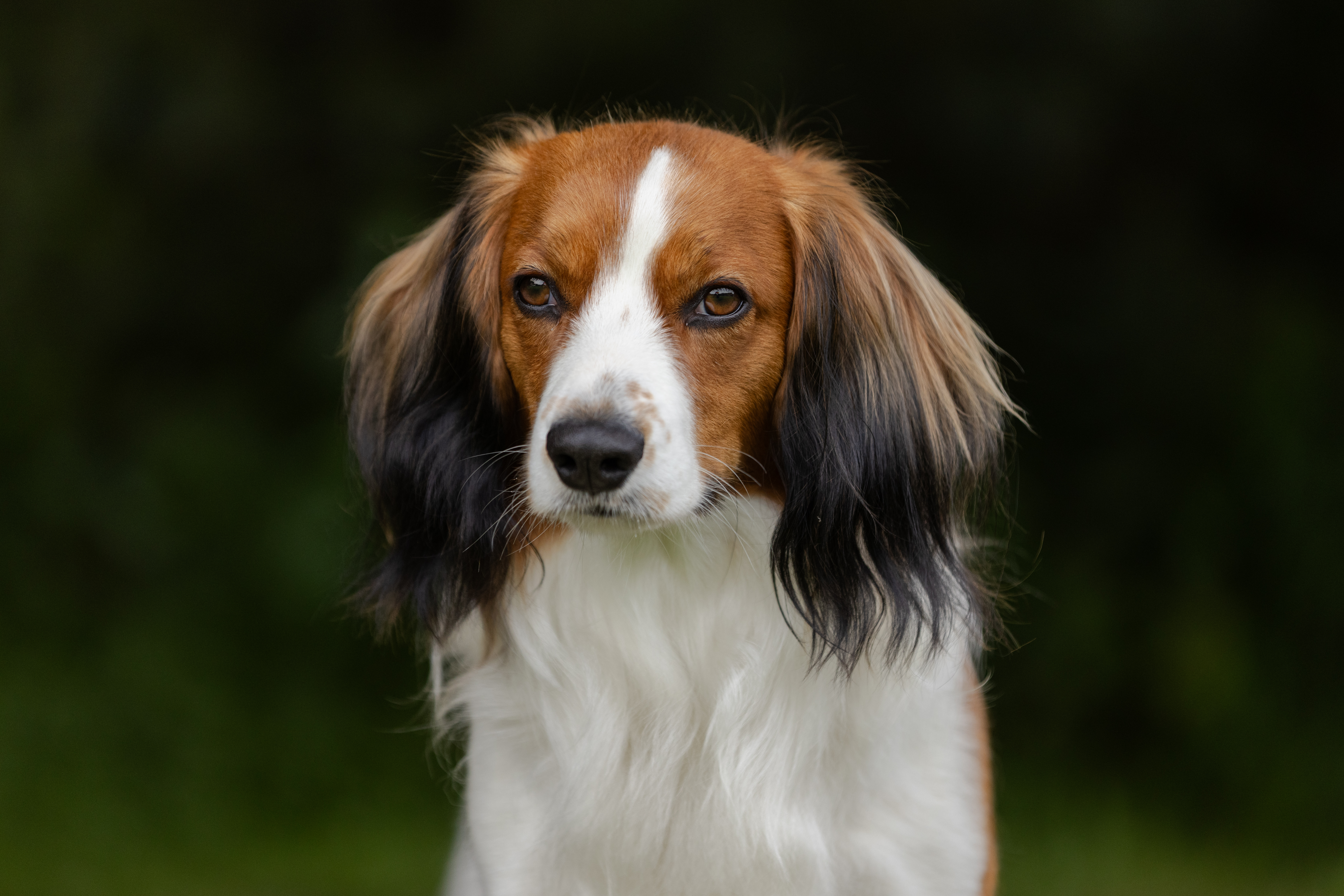 Kily - portrét výstavního psa